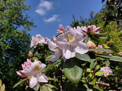 Blogz, Rhododendron (Tamarin)