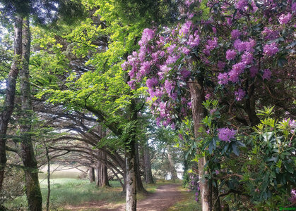 Blogz, Forêt de rhododendrons (Tamarin)