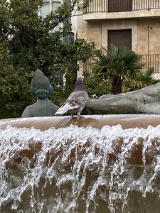 VALENCIA 01 2025 VAGUES DE SOLEILS, IMG_4100