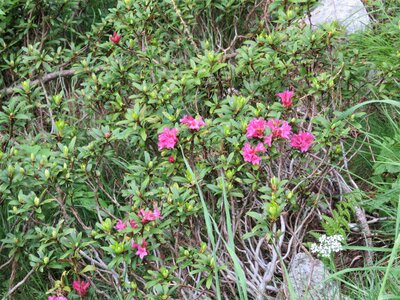 Rando Rhododendron Puy St Eusèbe, IMG_6224