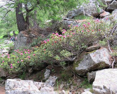 Rando Rhododendron Puy St Eusèbe, IMG_6231