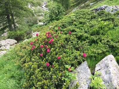 Rando Rhododendron Puy St Eusèbe, IMG_6671