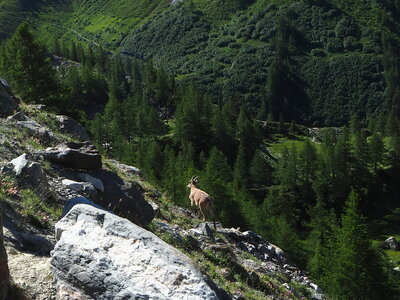 2020-07-06-11-mont-blanc, 2020-07-09-alpes-aventure-refuge-gonella-francois-034